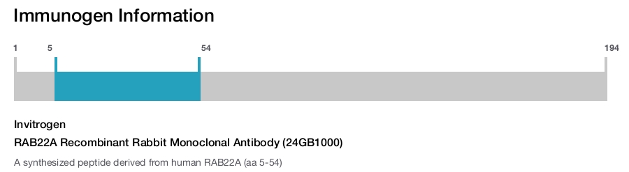 RAB22A Recombinant Rabbit Monoclonal Antibody (24GB1000)