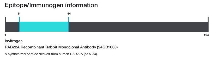 RAB22A Recombinant Rabbit Monoclonal Antibody (24GB1000)
