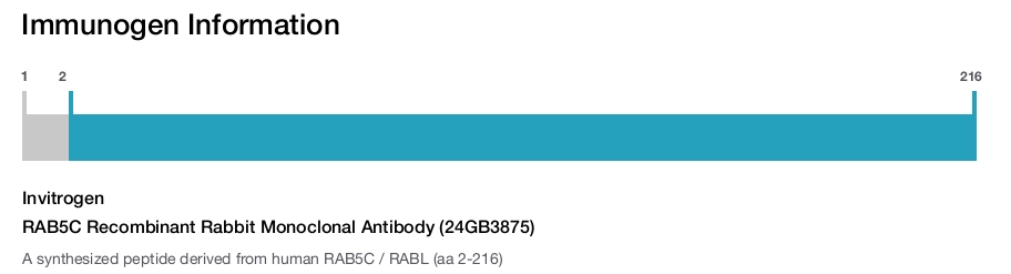 RAB5C Recombinant Rabbit Monoclonal Antibody (24GB3875)