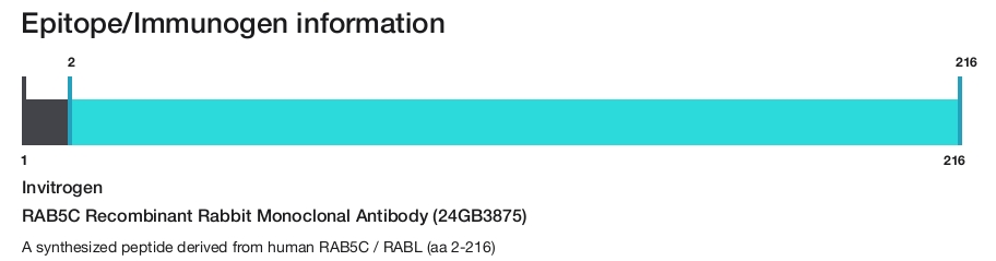 RAB5C Recombinant Rabbit Monoclonal Antibody (24GB3875)