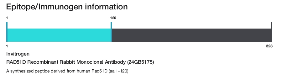 RAD51D Recombinant Rabbit Monoclonal Antibody (24GB5175)