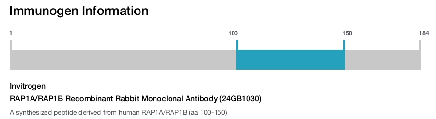 RAP1A/RAP1B Recombinant Rabbit Monoclonal Antibody (24GB1030)