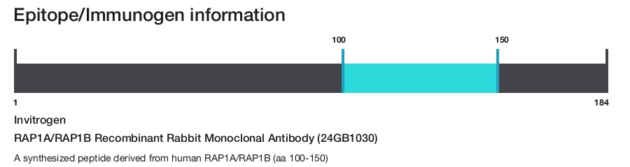 RAP1A/RAP1B Recombinant Rabbit Monoclonal Antibody (24GB1030)