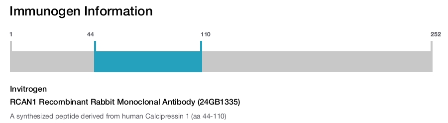 RCAN1 Recombinant Rabbit Monoclonal Antibody (24GB1335)
