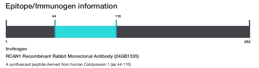 RCAN1 Recombinant Rabbit Monoclonal Antibody (24GB1335)