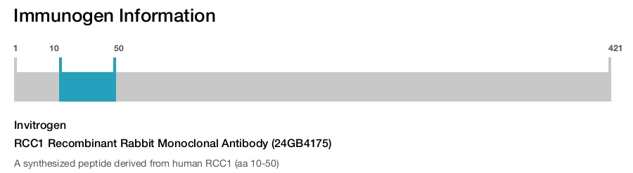 RCC1 Recombinant Rabbit Monoclonal Antibody (24GB4175)
