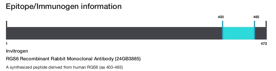 RGS6 Recombinant Rabbit Monoclonal Antibody (24GB3885)