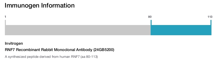 RNF7 Recombinant Rabbit Monoclonal Antibody (24GB5200)