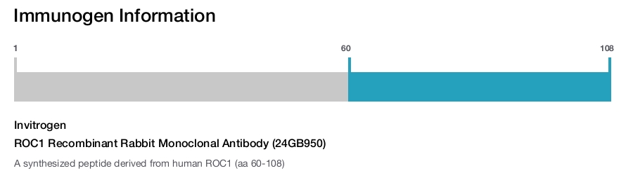 ROC1 Recombinant Rabbit Monoclonal Antibody (24GB950)