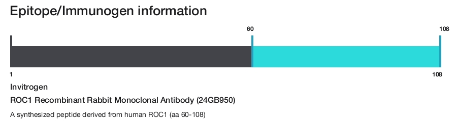 ROC1 Recombinant Rabbit Monoclonal Antibody (24GB950)