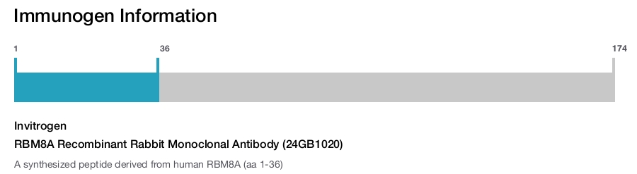 RBM8A Recombinant Rabbit Monoclonal Antibody (24GB1020)