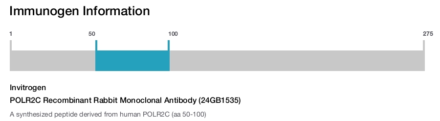 POLR2C Recombinant Rabbit Monoclonal Antibody (24GB1535)