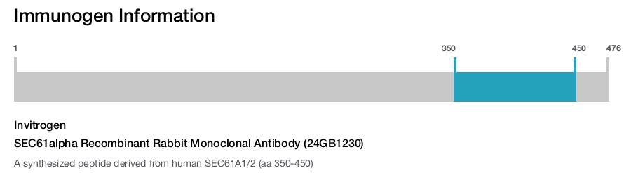 SEC61alpha Recombinant Rabbit Monoclonal Antibody (24GB1230)