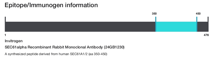 SEC61alpha Recombinant Rabbit Monoclonal Antibody (24GB1230)
