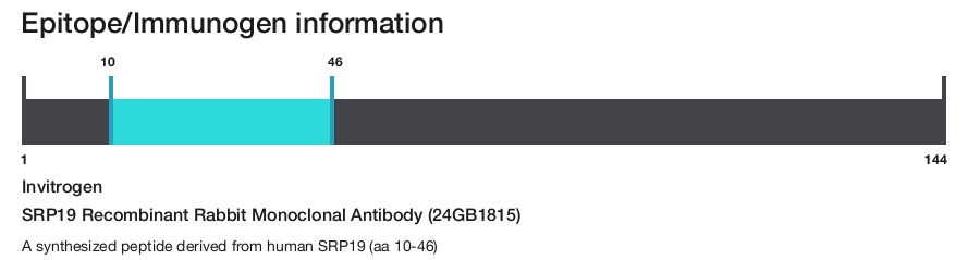 SRP19 Recombinant Rabbit Monoclonal Antibody (24GB1815)
