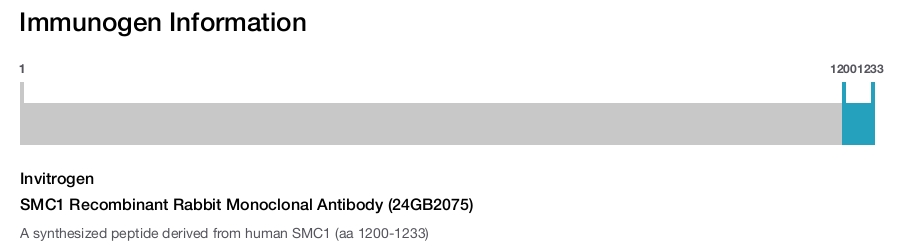 SMC1 Recombinant Rabbit Monoclonal Antibody (24GB2075)
