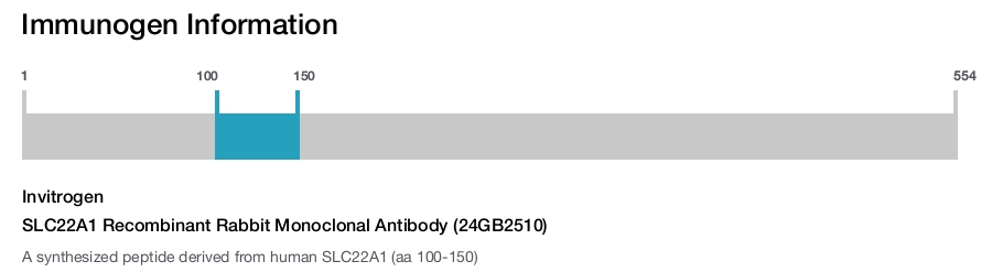 SLC22A1 Recombinant Rabbit Monoclonal Antibody (24GB2510)