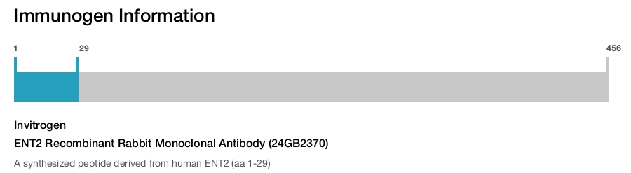 ENT2 Recombinant Rabbit Monoclonal Antibody (24GB2370)