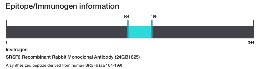SRSF6 Recombinant Rabbit Monoclonal Antibody (24GB1825)