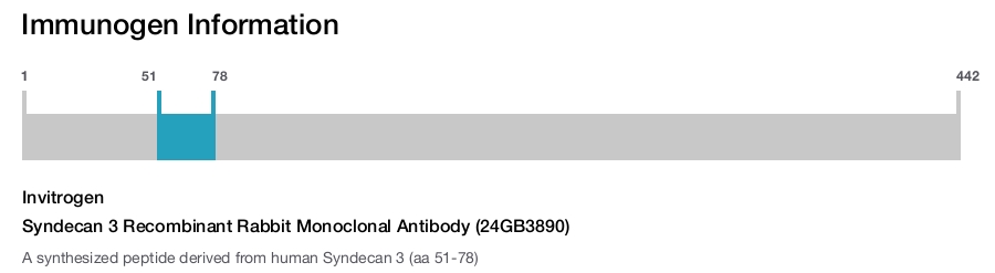 Syndecan 3 Recombinant Rabbit Monoclonal Antibody (24GB3890)