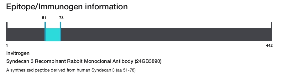 Syndecan 3 Recombinant Rabbit Monoclonal Antibody (24GB3890)