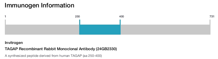 TAGAP Recombinant Rabbit Monoclonal Antibody (24GB2330)