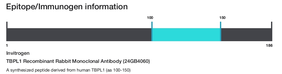 TBPL1 Recombinant Rabbit Monoclonal Antibody (24GB4060)