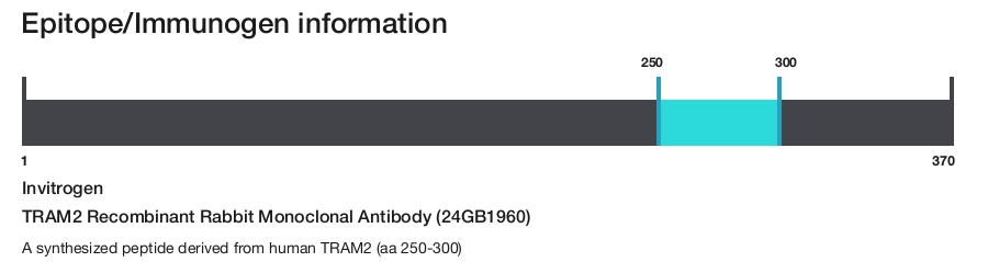 TRAM2 Recombinant Rabbit Monoclonal Antibody (24GB1960)