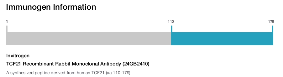 TCF21 Recombinant Rabbit Monoclonal Antibody (24GB2410)