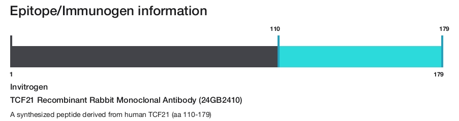 TCF21 Recombinant Rabbit Monoclonal Antibody (24GB2410)