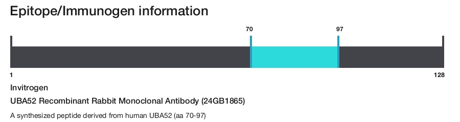 UBA52 Recombinant Rabbit Monoclonal Antibody (24GB1865)