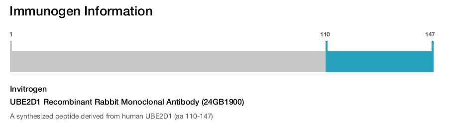 UBE2D1 Recombinant Rabbit Monoclonal Antibody (24GB1900)