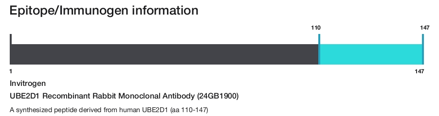 UBE2D1 Recombinant Rabbit Monoclonal Antibody (24GB1900)