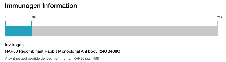 RAP80 Recombinant Rabbit Monoclonal Antibody (24GB4080)