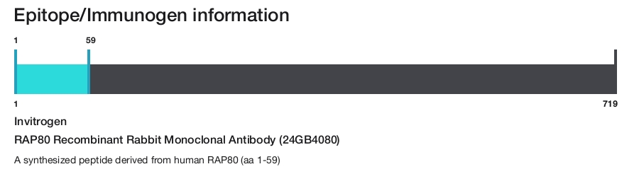 RAP80 Recombinant Rabbit Monoclonal Antibody (24GB4080)