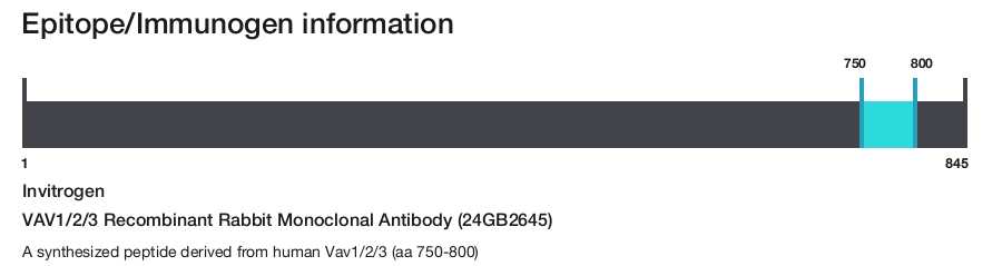 VAV1/2/3 Recombinant Rabbit Monoclonal Antibody (24GB2645)