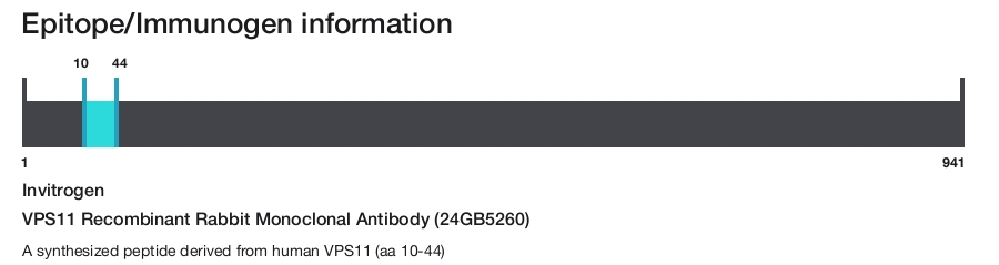 VPS11 Recombinant Rabbit Monoclonal Antibody (24GB5260)