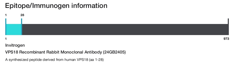 VPS18 Recombinant Rabbit Monoclonal Antibody (24GB2405)