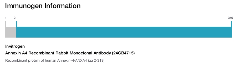 Annexin A4 Recombinant Rabbit Monoclonal Antibody (24GB4715)