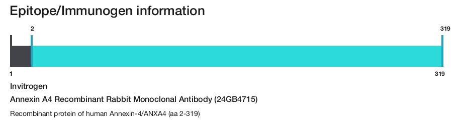Annexin A4 Recombinant Rabbit Monoclonal Antibody (24GB4715)
