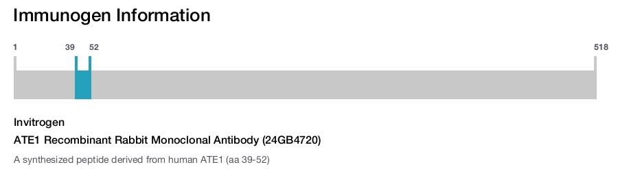 ATE1 Recombinant Rabbit Monoclonal Antibody (24GB4720)