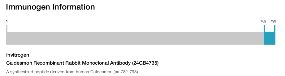 Caldesmon Recombinant Rabbit Monoclonal Antibody (24GB4735)