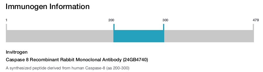 Caspase 8 Recombinant Rabbit Monoclonal Antibody (24GB4740)