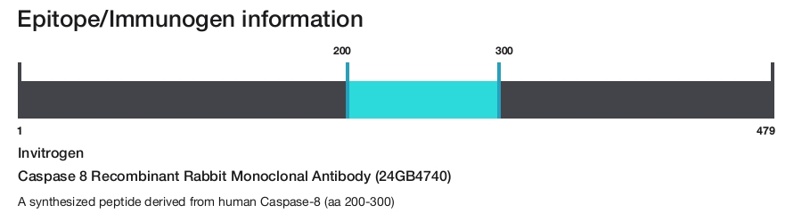 Caspase 8 Recombinant Rabbit Monoclonal Antibody (24GB4740)