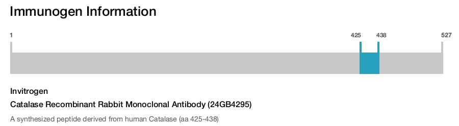 Catalase Recombinant Rabbit Monoclonal Antibody (24GB4295)