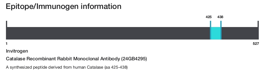 Catalase Recombinant Rabbit Monoclonal Antibody (24GB4295)