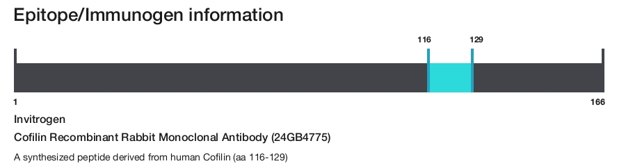 Cofilin Recombinant Rabbit Monoclonal Antibody (24GB4775)