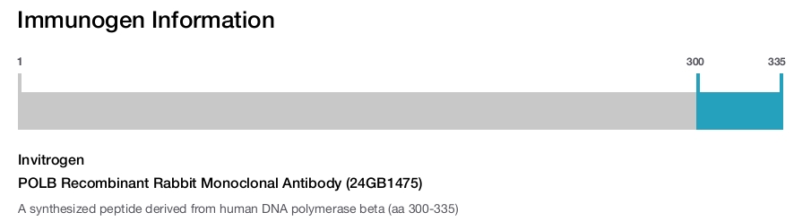 POLB Recombinant Rabbit Monoclonal Antibody (24GB1475)