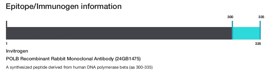 POLB Recombinant Rabbit Monoclonal Antibody (24GB1475)