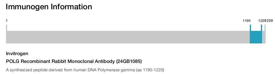 POLG Recombinant Rabbit Monoclonal Antibody (24GB1085)
